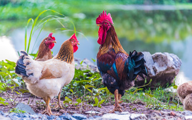 Rooster and chickens on a free range poultry farm © monticellllo
