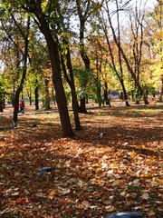 Orange autumn in the park