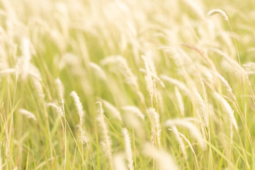 Soft focus of wild grass flowers field against the strong wind