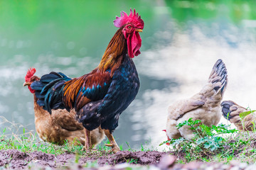 Rooster and chickens on a free range poultry farm