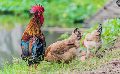 Rooster and chickens on a free range poultry farm