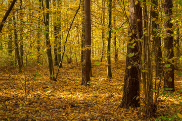 Autumn forest road landscape. Forest road in autumn season. Golden autumn view