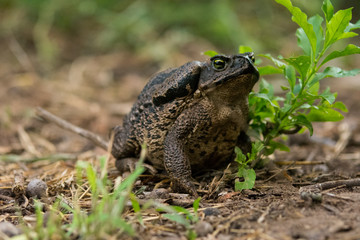 Life of a single toad