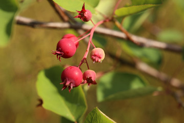 Group of Amelanchier berries, ripening in the sunlight
