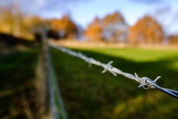 Fototapeta na wymiar Barbed wire fence seen at the edge of a grazing field at a dairy farm