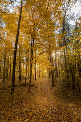 Fototapeta premium Autumn forest road landscape. Forest road in autumn season. Golden autumn view