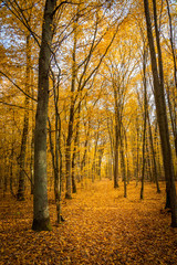 Autumn forest road landscape. Forest road in autumn season. Golden autumn view