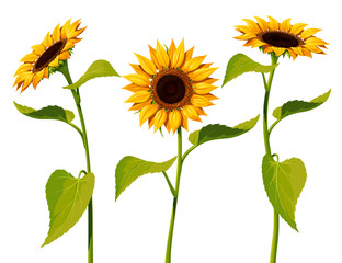 Three sunflower flowers with stems and leaves isolated on a white background