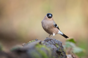 The Bullfinch
