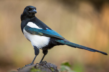 The Magpie - 298689768