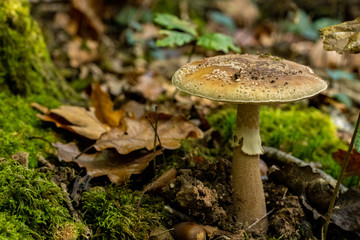 Champignons en forêt