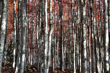 Obraz premium the beautiful colors of the autumn forest