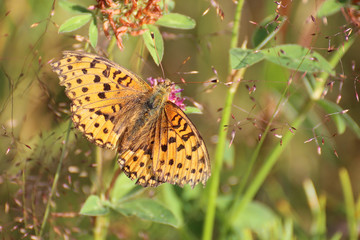 Boloria selene (small pearl-bordered fritillary) on clover blossom