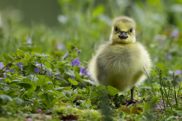 Canada Gosling