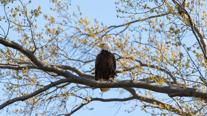 An American Bald Eagle perched on a tree branch.