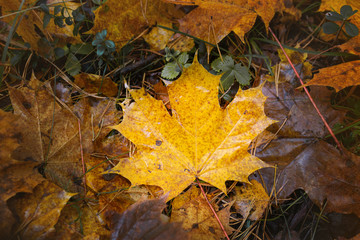 Autumn yellow and brown maple leaf