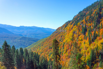 View of a mountain gorge with a dense forest, spruce, oaks, and other trees in autumn colors.