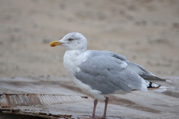 Fototapeta premium Silbermöwe