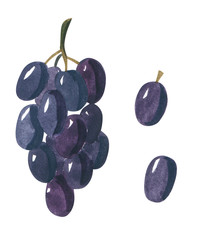 Set of purple grape berries, hand drawn watercolor illustration