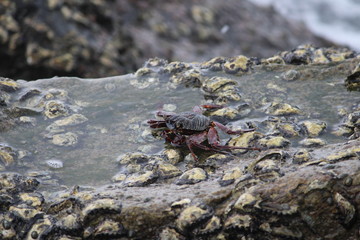 crab