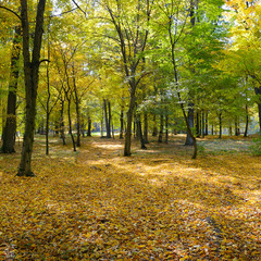 Bright autumn park with yellow leaves.