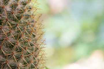 close up view of cactus bonsai with copy space