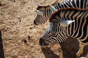 Obraz na płótnie Canvas zebra in africa