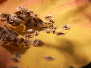 small seeds of the plant