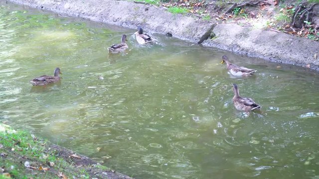 ducks swim in pond of city park