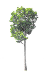 trees on white background,clipping paths