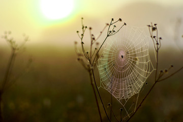 Spider woven web on bushes on a field at dawn.
