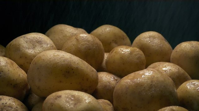 Potatoes In Fine Water Spray