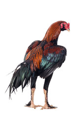 Fighting cock isolated on white background