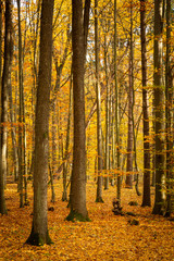 Fototapeta premium Autumn forest road landscape. Forest road in autumn season. Golden autumn view