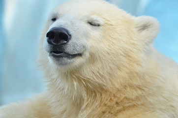 polar bear