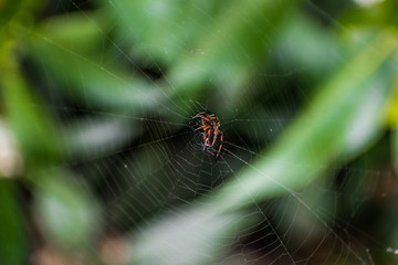 spider 
