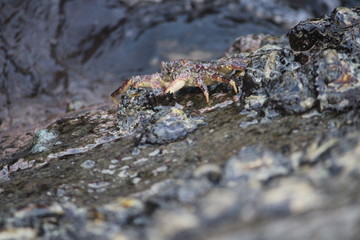 crab on the beach