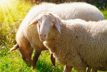 The flock of grazing sheep