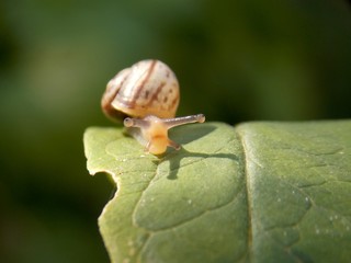 a small snail on a leaf