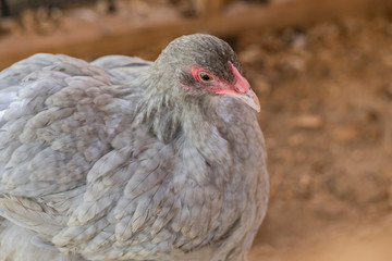 Lavender Cuckoo Orpington Pullet
