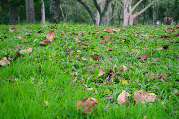 mushrooms in grass