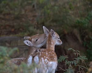 A mothers love , A falllow deer doe giving it's calf a wash