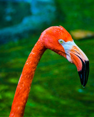 flamingo in zoo
