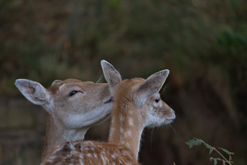 A mothers love , A falllow deer doe giving it's calf a wash