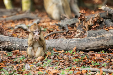 Affenberg: Baby-Berberaffe beim Laub-Knabbern (20191027)