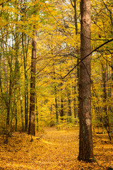 Autumn forest road landscape. Forest road in autumn season. Golden autumn view