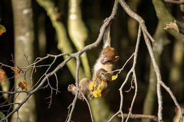 Fototapeta premium Affenberg: Baby-Berberaffe bei Klettern 3 (20191027)