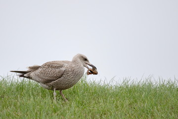 Silbermöwe mit Krebs