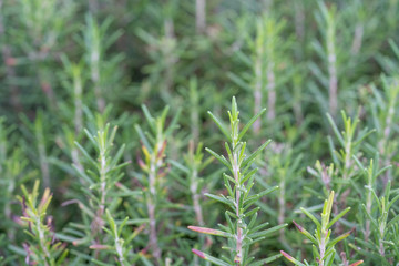green leaf of rosemary in garden