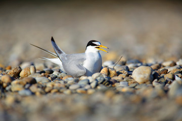 The little tern nesting on the Drava River